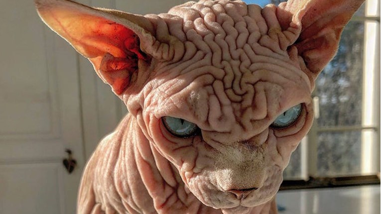 Xherdan je najstrašniji mačak na svijetu, njegov pogled ledi krv u žilama