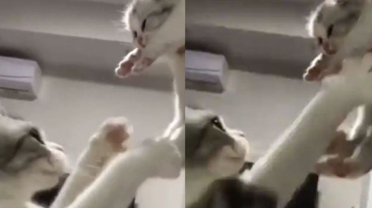 Kroz igru je pokušao mačića odvojiti od njegove majke, reakcija mačke postala je hit