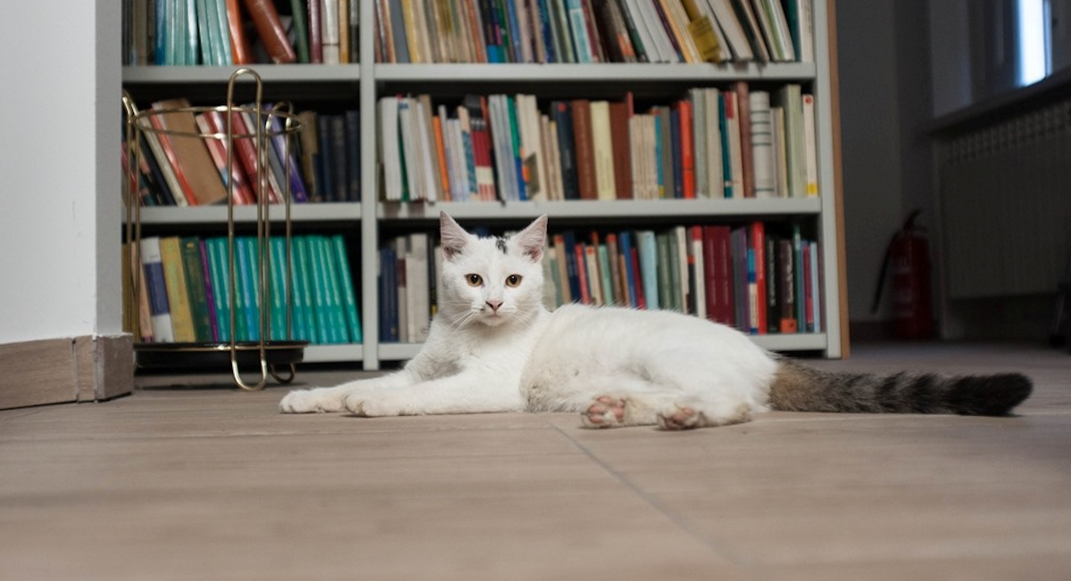 Mačak Đivo novi je zaposlenik Filozofskog fakulteta, njegova priča pravi je hit