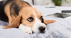 Pseća komunikacija: Saznajte zašto vaš pas čini ovih devet stvari