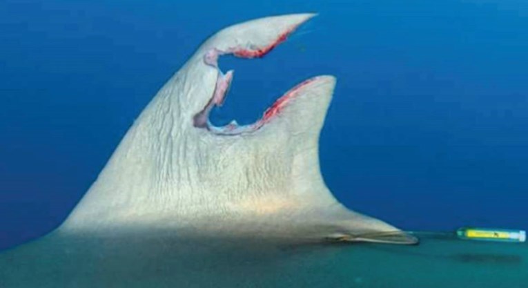 FOTO Morskom psu se regenerirala peraja. Sve je snimljeno. Znanstvenici zbunjeni 