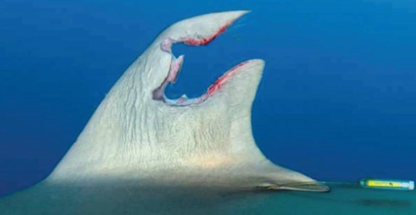 FOTO Morskom psu se regenerirala peraja. Sve je snimljeno. Znanstvenici zbunjeni