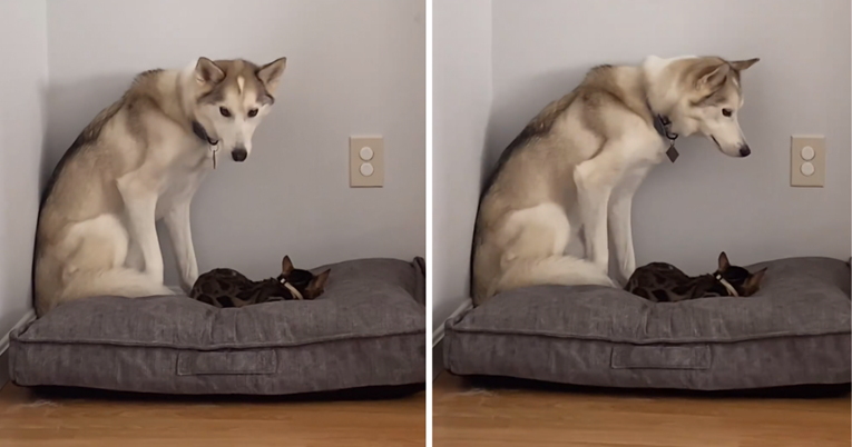 Maca ukrala krevet haskiju, njegova reakcija je neprocjenjiva