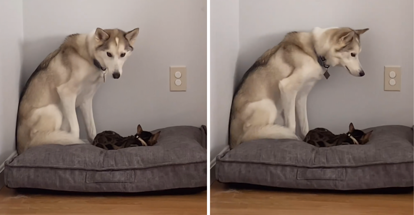Maca ukrala krevet haskiju, njegova reakcija je neprocjenjiva
