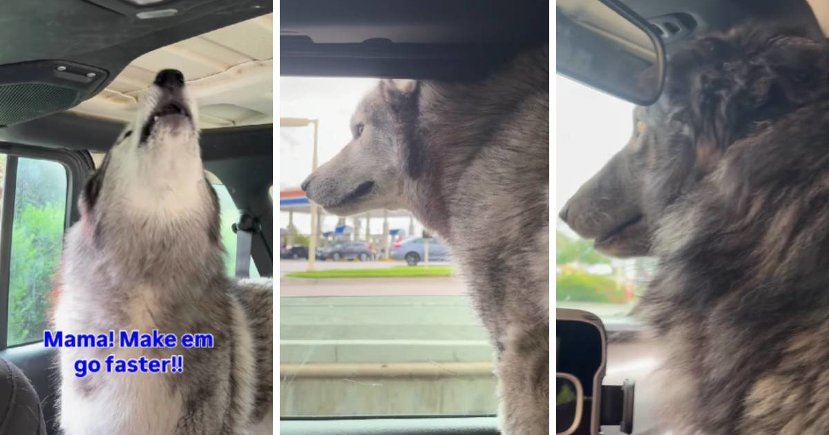Psi se žalili jer moraju čekati u redu u drive-throughu, video je urnebesan