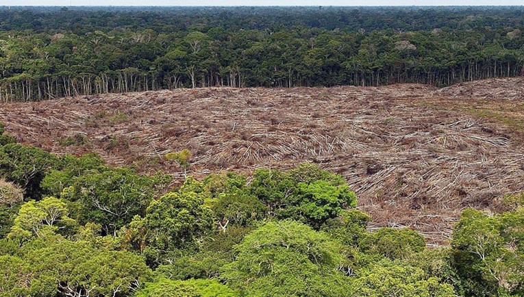 U svijetu se svakih šest sekundi uništi prašuma veličine nogometnog igrališta