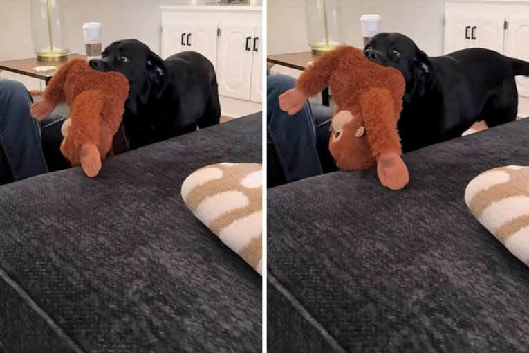 Dirljiva gesta: Labrador bebi poklonio svoju najdražu igračku