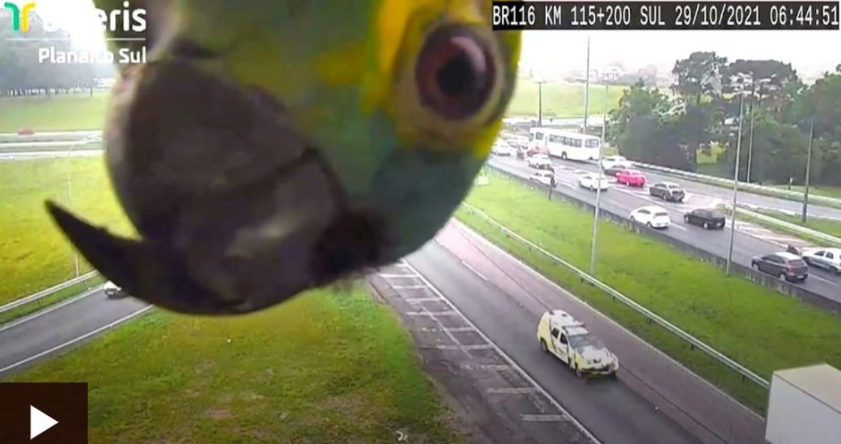 Papiga koja upada u kadar dok se snima promet na autocesti postala hit na internetu