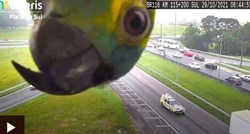 Papiga koja upada u kadar dok se snima promet na autocesti postala hit na internetu
