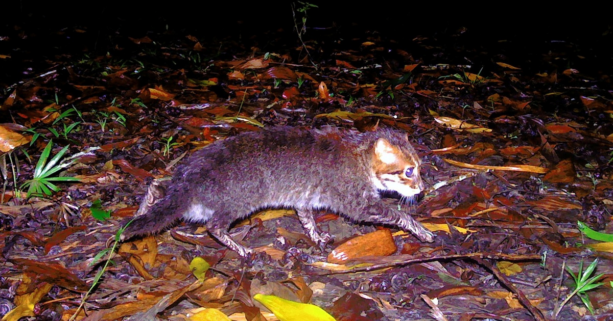 Na Tajlandu ponovno otkrivena rijetka mačka nakon 30 godina