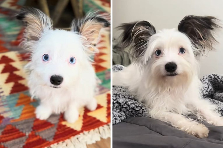 Kao štene imala je ogromne uši, dvije godine kasnije i dalje su glavna zvijezda