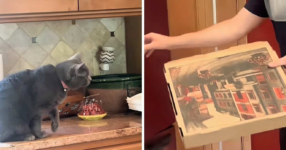 Gluma vrijedna Oscara: Mačka savršeno glumi ozljedu šape kako bi dobila nagradu