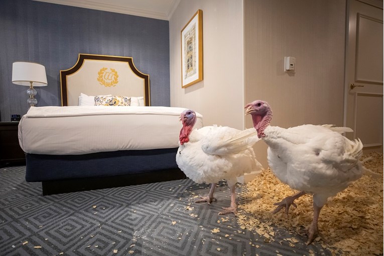 Proveli su noć u luksuznom hotelu: Tko će biti pomilovan, Kruh ili Maslac?