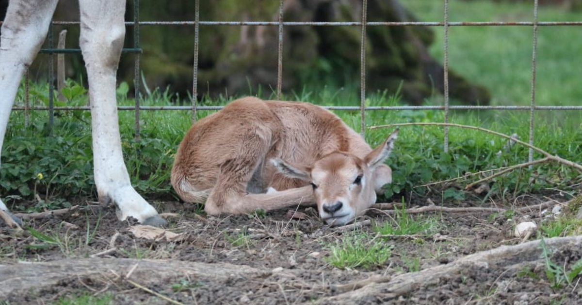 ZOO Zagreb: Na svijet je stigla malena sabljoroga oriksica