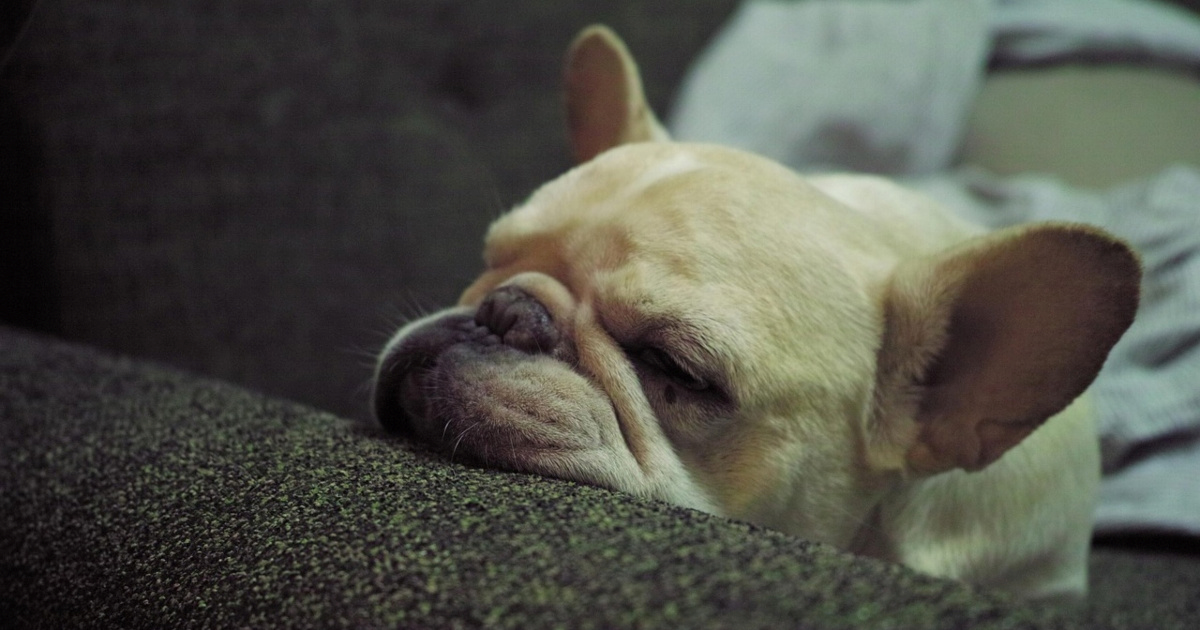 Tražite mirnog psa? Trenerica ističe: Ovo su pasmine koje najviše vole odmarati