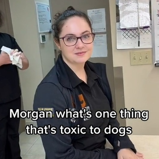 Veterinarke otkrile koje namirnice su otrovne za pse, video je viralan