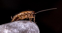 Kako se riješiti dosadnih kukaca i drugih kućnih štetočina?