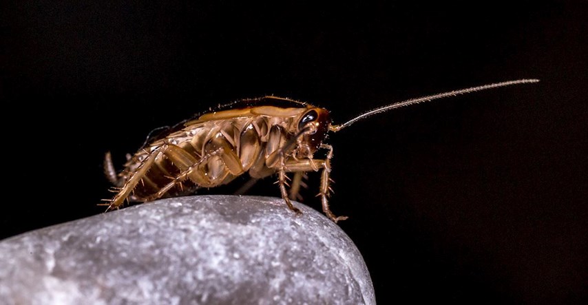 Kako se riješiti dosadnih kukaca i drugih kućnih štetočina?