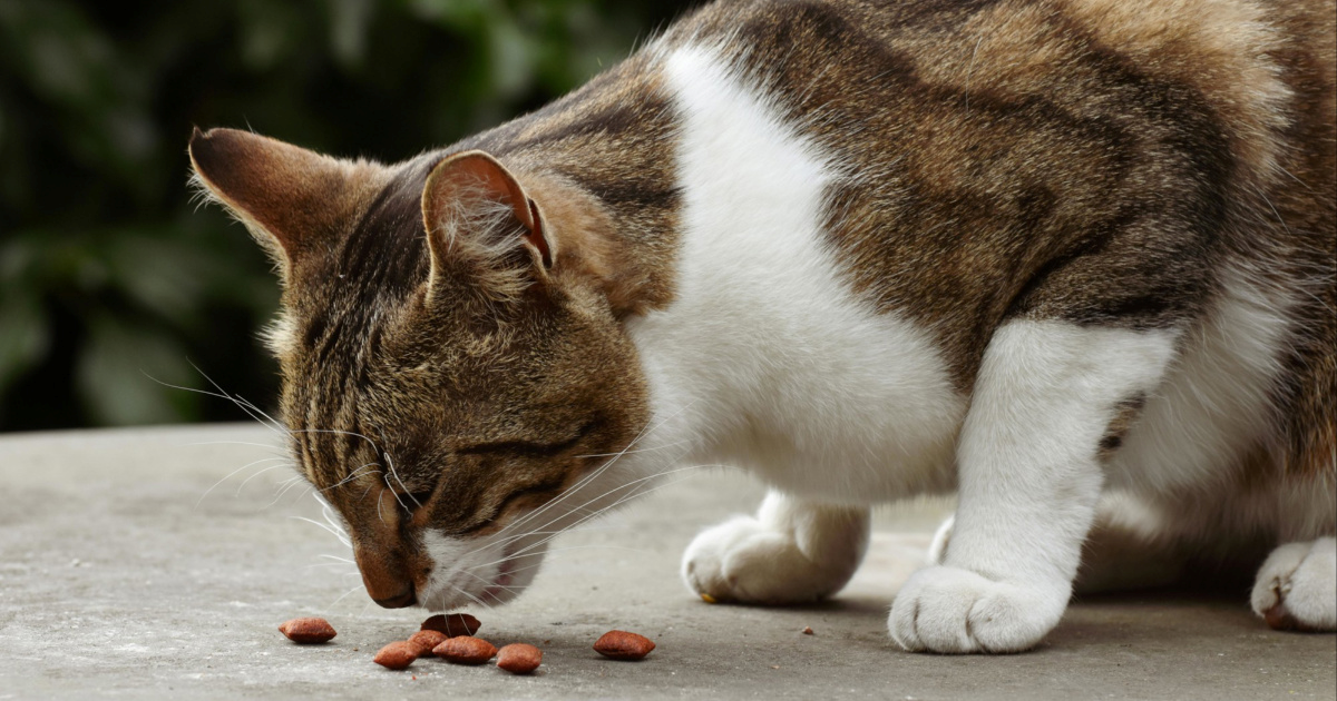 Zašto mačke ponekad jedu zatvorenih očiju?