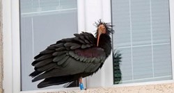 Otkriven uzrok smrti ženke ćelavog ibisa koja je boravila u Hrvatskoj