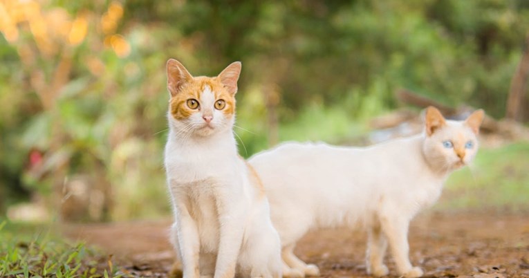 Pet kućnih ljubimaca idealnih za manje stanove