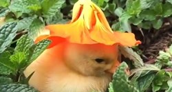Preslatka patkica dobila je na poklon šešir od cvijeta, iste sekunde je zaspala