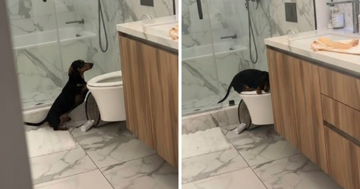 Jazavčar naučio koristiti ljudski WC za obavljanje nužde. Ljudi su u nevjerici