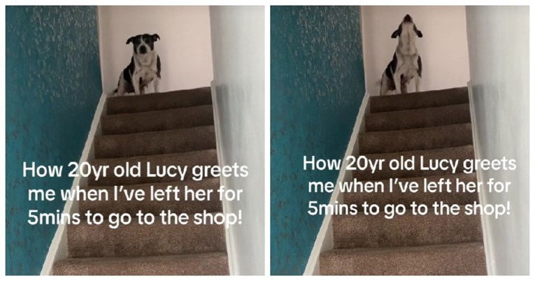 Evo kako 20-godišnja kujica dočekuje vlasnicu koja ju je nakratko ostavila samu