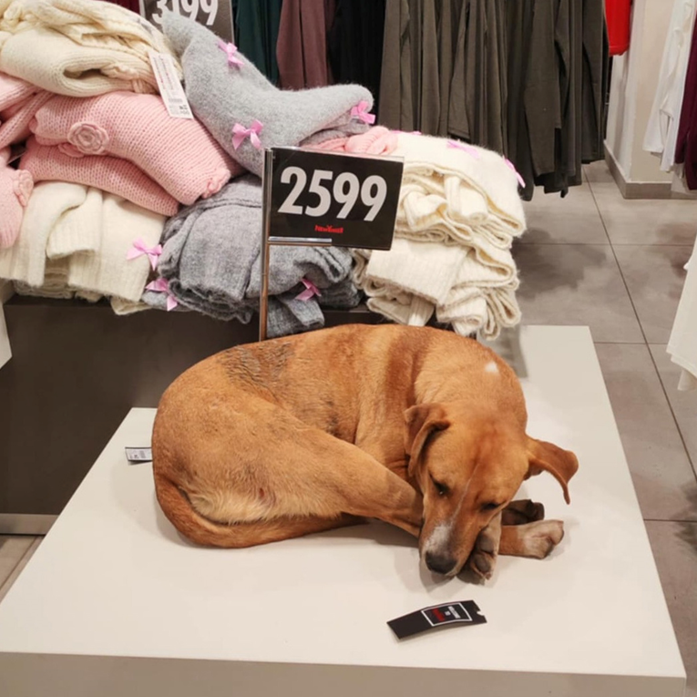 Pas se sklonio od hladnoće u trgovini u Nišu, gesta oduševila ljude
