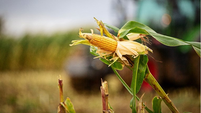 Urod kukuruza u Argentini smanjen zbog suše