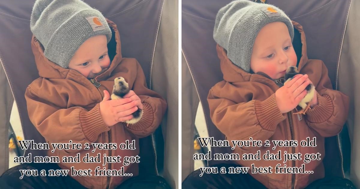 Roditelji dvogodišnjaku dali da drži pile. Ono što je dječak učinio dirnulo mnoge