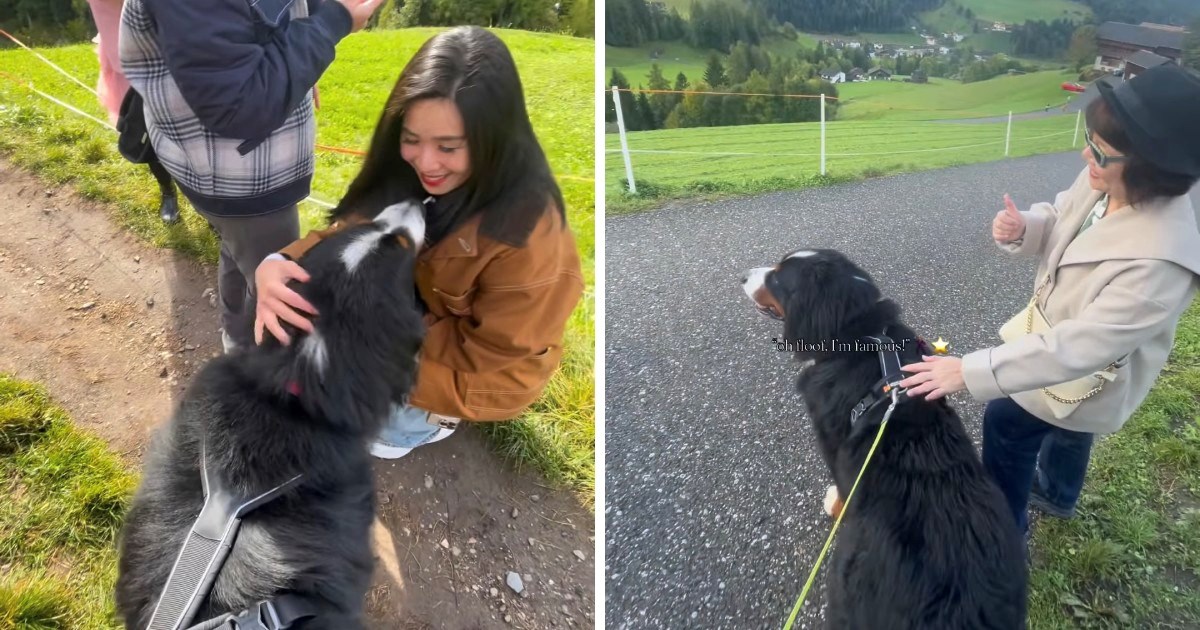 Bernski planinski pas prekinuo šetnju jer je htio pozdraviti sve prolaznike