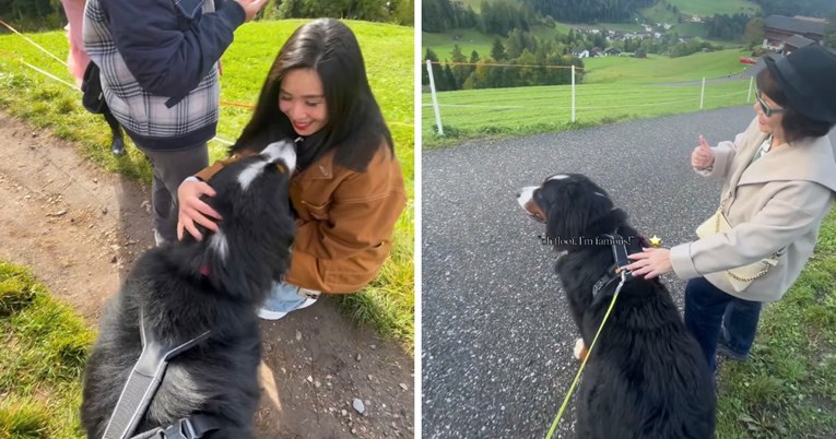 Bernski planinski pas prekinuo šetnju jer je htio pozdraviti sve prolaznike