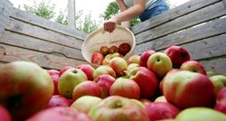 Loše vrijeme ugrozilo ovogodišnji urod jabuka u Njemačkoj