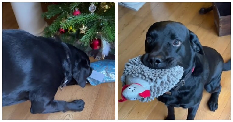 3.8 milijuna pregleda: Pogledajte reakciju labradora kad dobije svoj božićni poklon