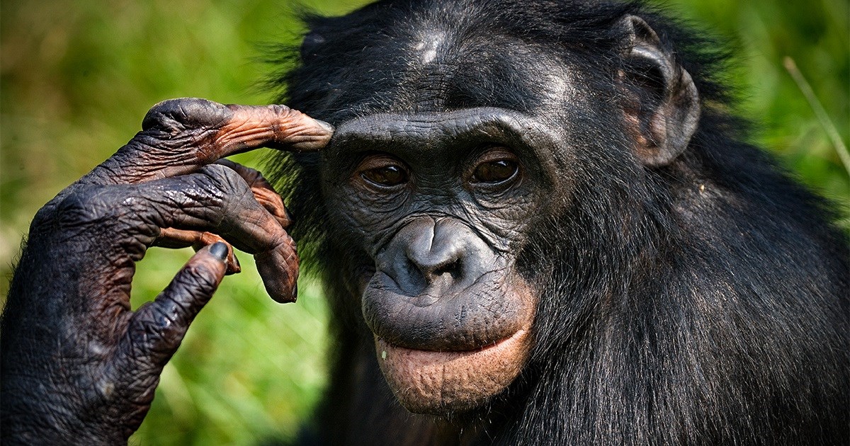 Bonobo majmuni imaju sposobnost koju se donedavno smatralo isključivo ljudskom