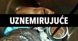 Užas u Zagrebu: Netko je psića ostavio u kanti za smeće u centru grada