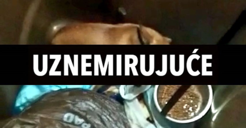 Užas u Zagrebu: Netko je psića ostavio u kanti za smeće u centru grada