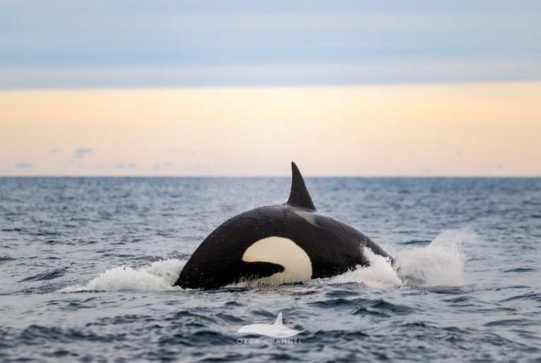 Povijesni trenutak: Znanstvenici prvi put snimili rođenje orke