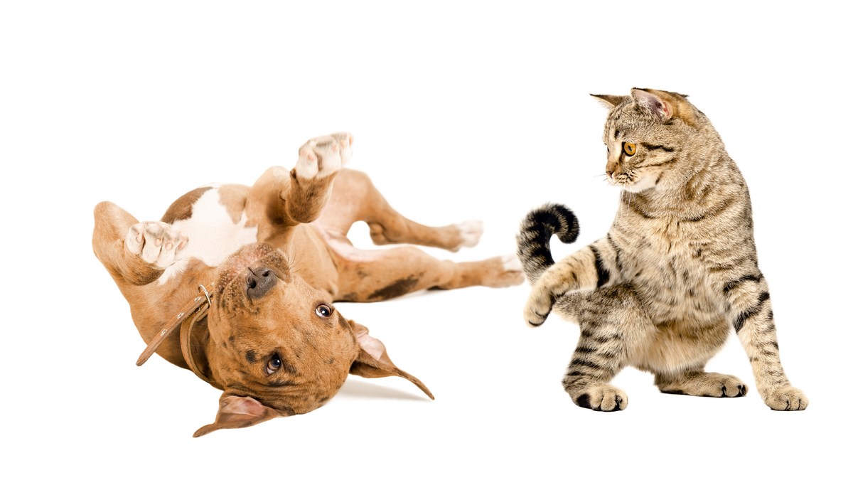 VIDEO Ova žena je dokazala svima da su predrasude o nekim pasminama samo mit