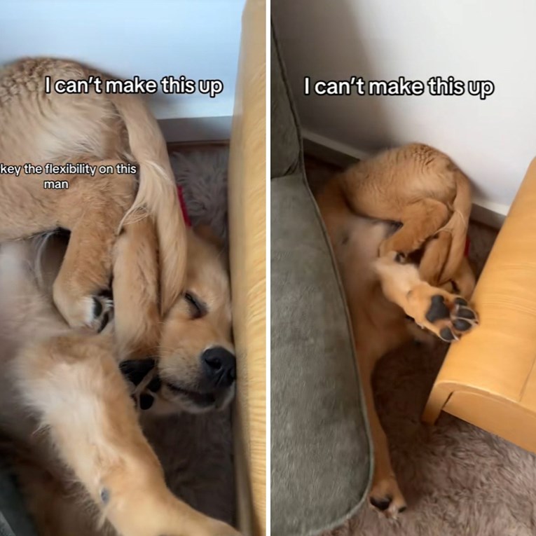 "Mali perec": Internet oduševljem štenetom koje spava u neobičnom položaju