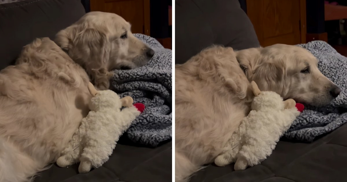 1,3 milijuna pregleda: Dirljiva transformacija psa koji nije znao što je igračka