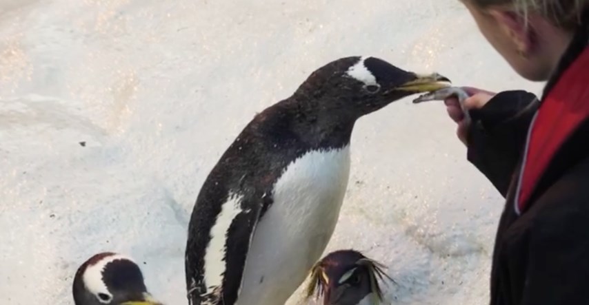 Pingvin proslavio 41. rođendan i upisao se u Guinnessovu knjigu rekorda