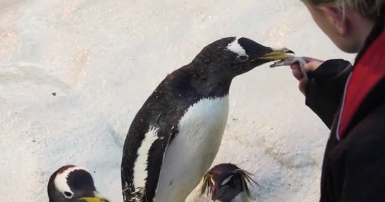 Pingvin proslavio 41. rođendan i upisao se u Guinnessovu knjigu rekorda