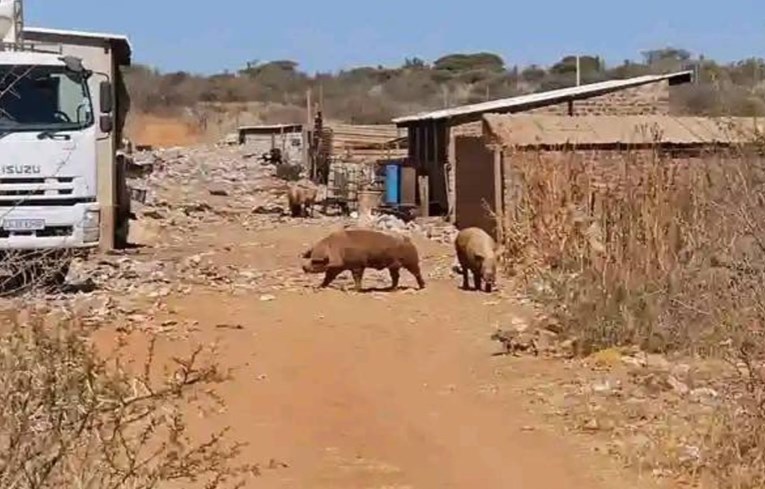 Radnik na farmi u Južnoj Africi: Morao sam tijela ubijenih žena dati svinjama