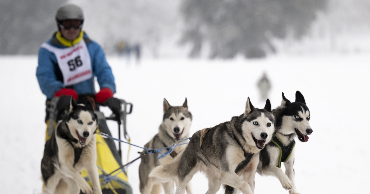 Trumpovom čovjeku za Grenland povučen poziv na utrku psećih zaprega