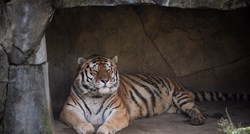 Tigar od 14 godina uginuo nakon zaraze covidom u zoološkom vrtu