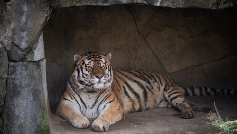 Tigar od 14 godina uginuo nakon zaraze covidom u zoološkom vrtu