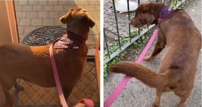 Dopustila je svom psu da sam bira rutu kojom će šetati, rezultat ju je iznenadio