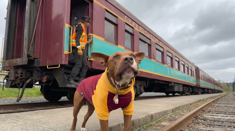 Buldog opsjednut vlakovima prvi put se vozio, reakcija je oduševila sve